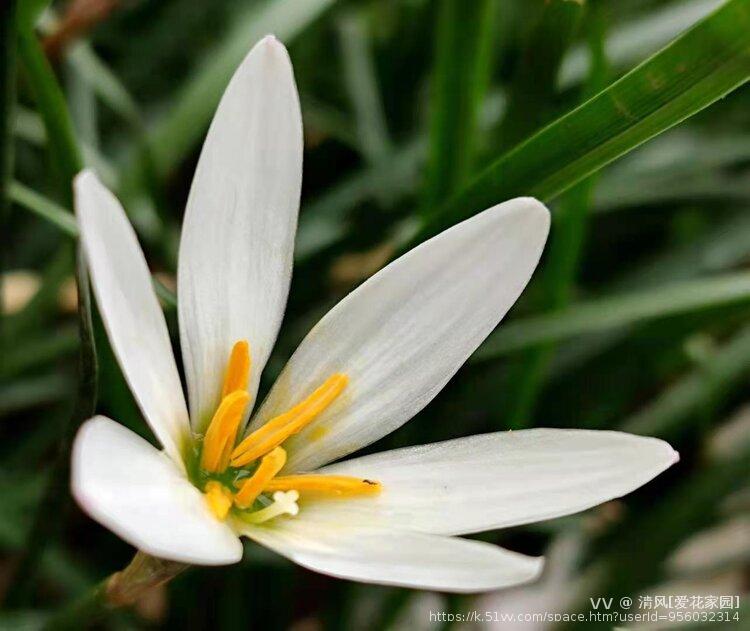 清风[爱花家园]