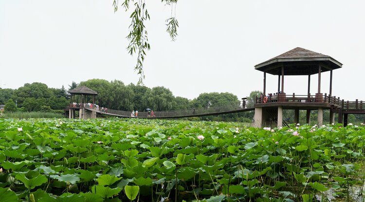 依恋草原（王志强）苏州