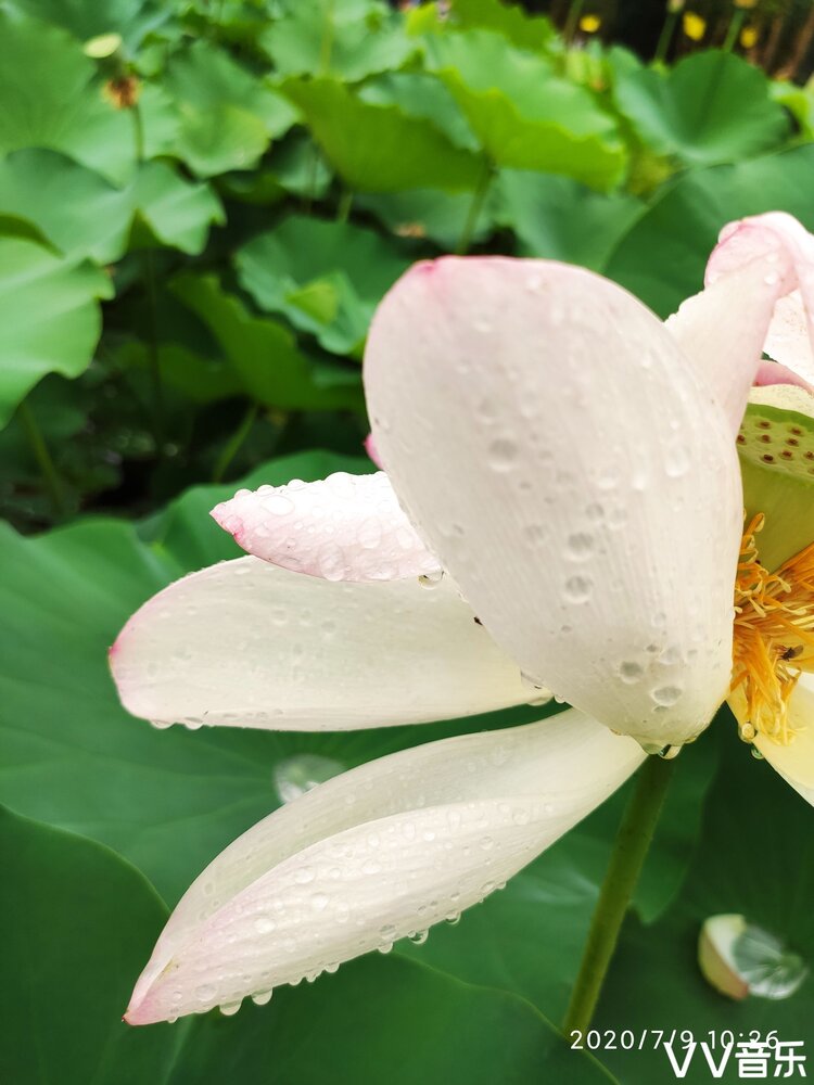 云中的雨
