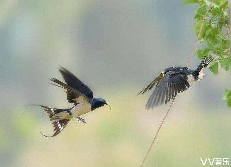 剪剪亭风知冷意,婉委低飞翠柳悬.