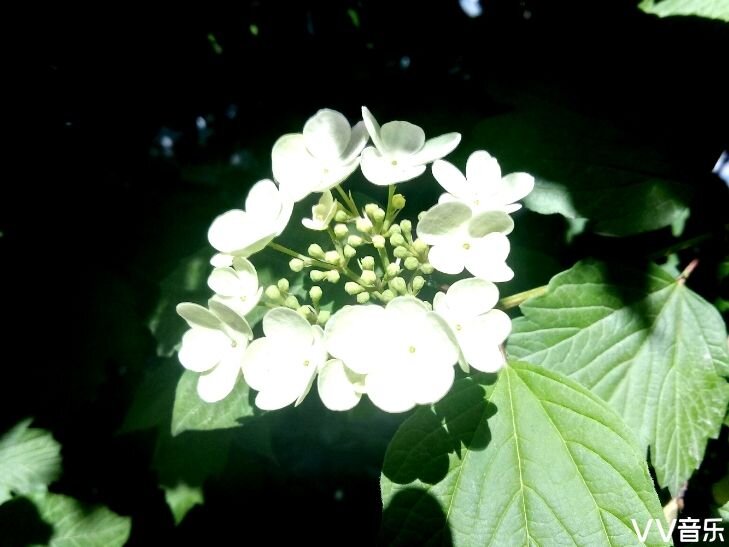 秀水涟漪【爱花家园】
