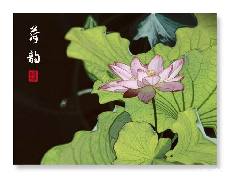 静若幽兰【文声汇影】
