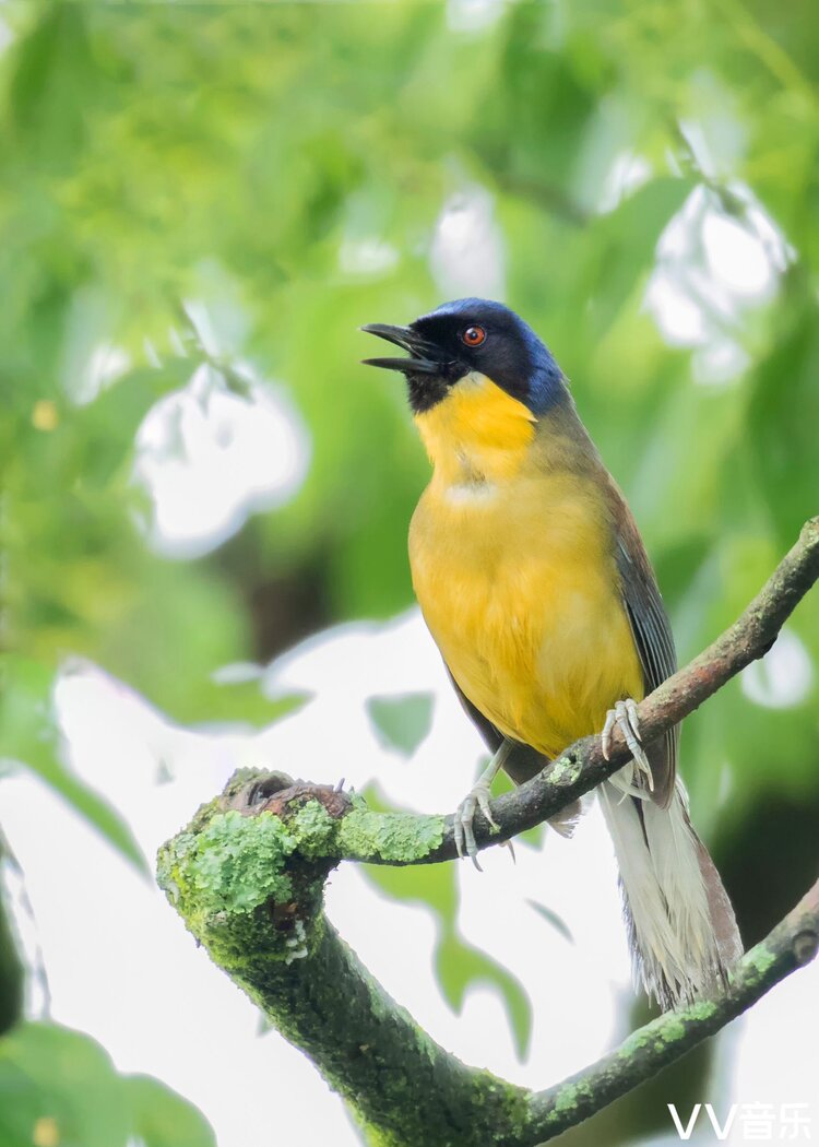 黄喉噪鹛过着群居生活,头鸟呼唤,大家一起觅食.