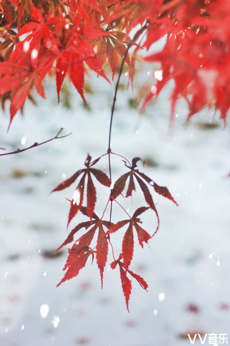 风雪中的枫叶图片图片