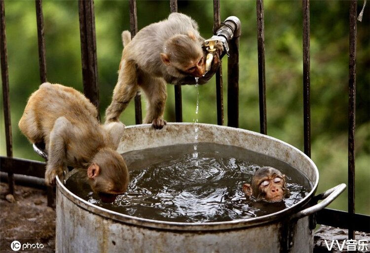 大暑酷热难耐盘点小动物避暑纳凉高招