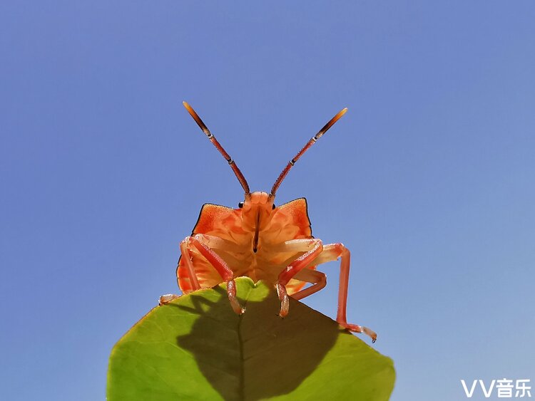 荔蝽虎斑蝶蝈蝈蚱蜢豆娘黄金龟甲虫蚜虫叶甲角蝉负泥