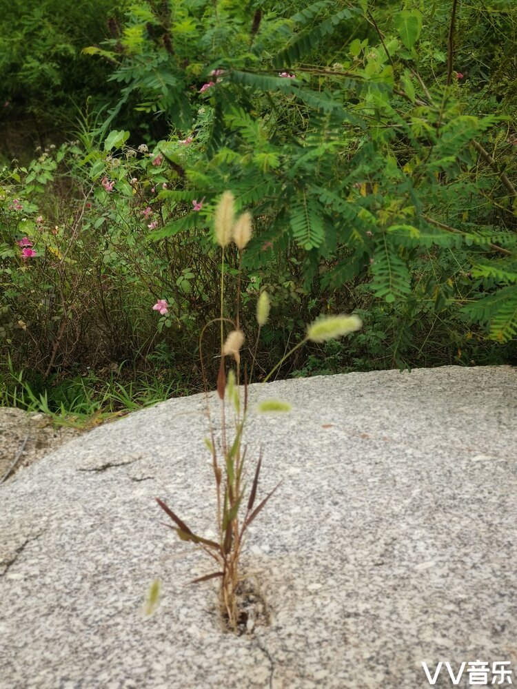 石縫裡的狗尾巴草