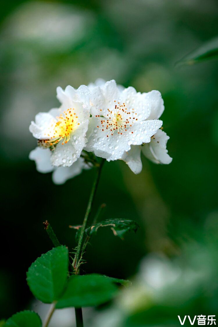 野生蔷薇花