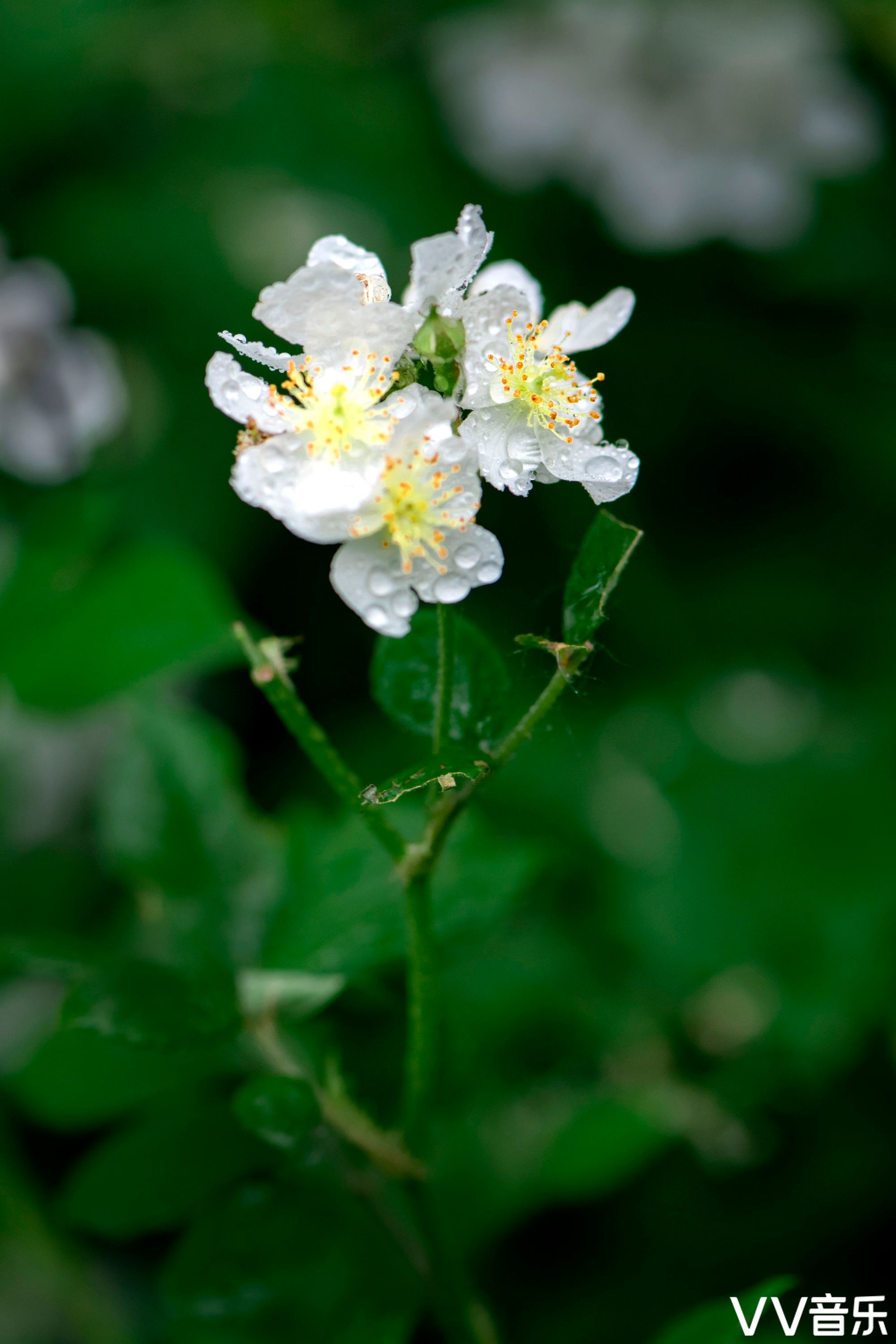 野生蔷薇花