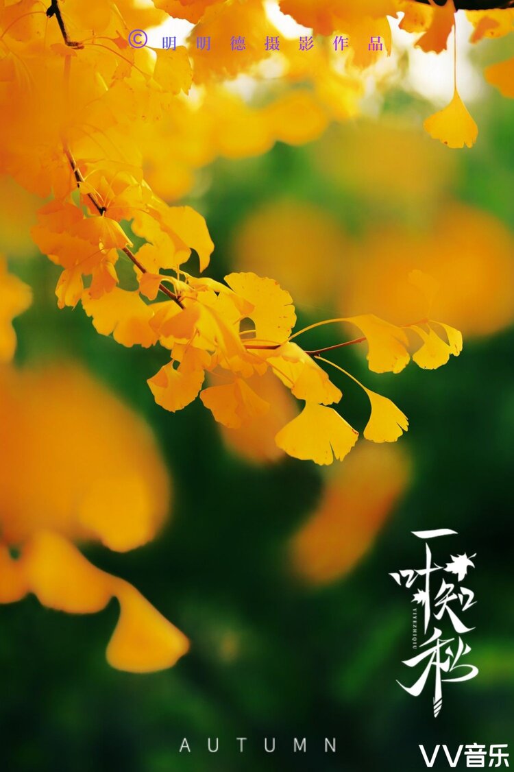 "秋",这一个字真是很美的.表意一切的植物,都像被火点燃似的燃烧起来.