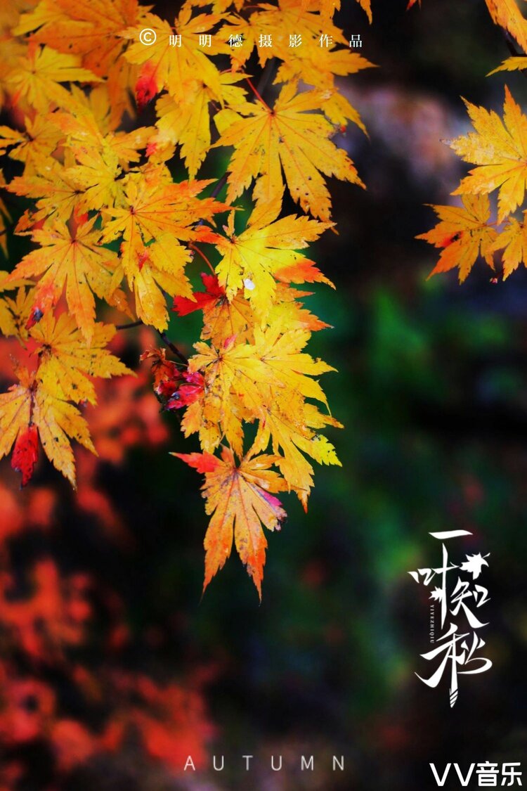 "秋",这一个字真是很美的.表意一切的植物,都像被火点燃似的燃烧起来.