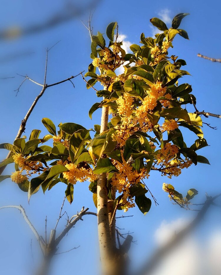 桂花飘香