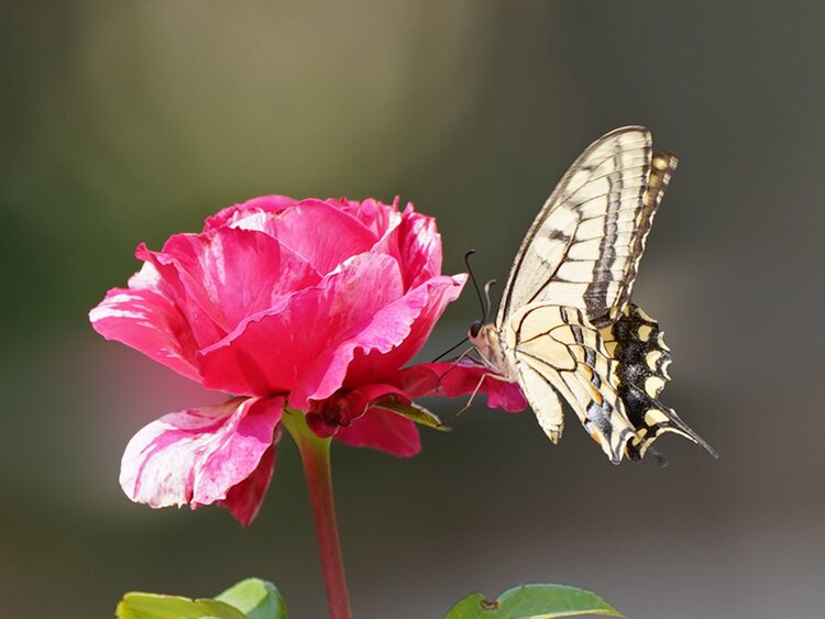 【首发】月季花上的金凤蝶