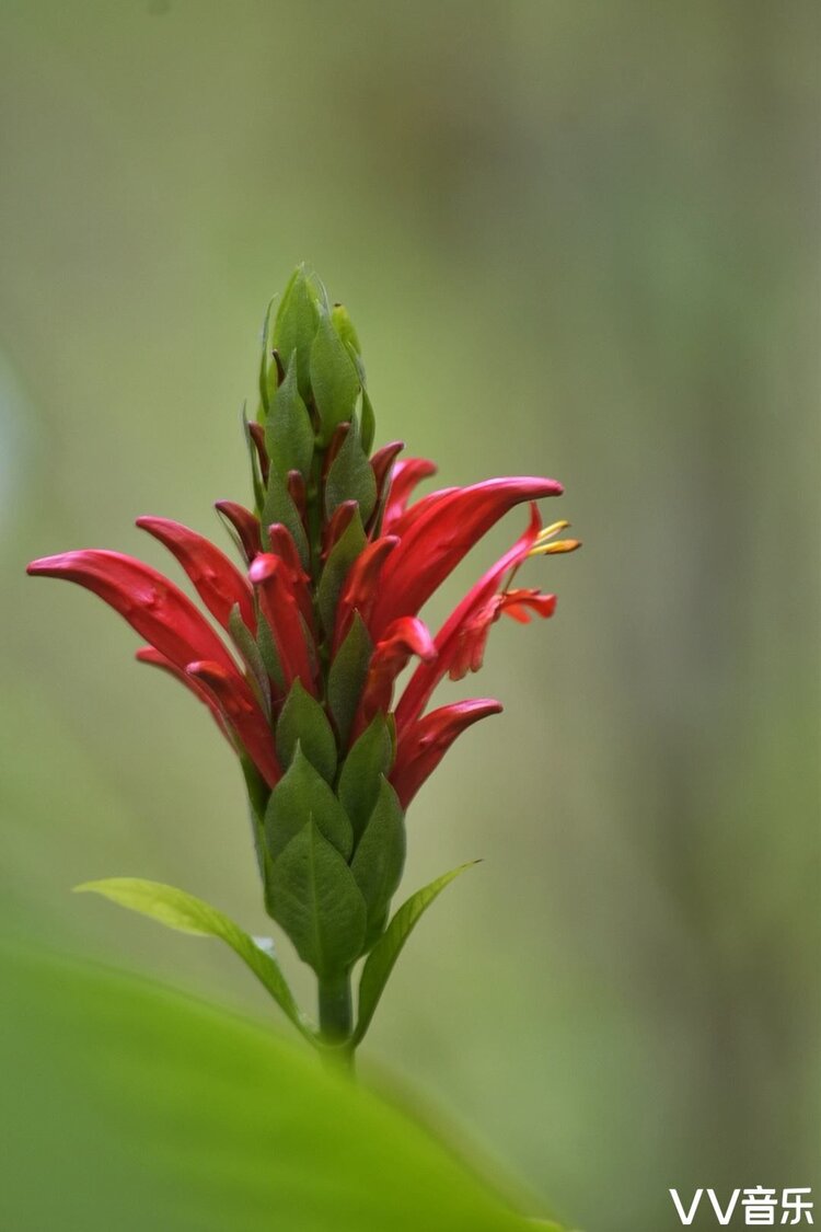红珊瑚花
