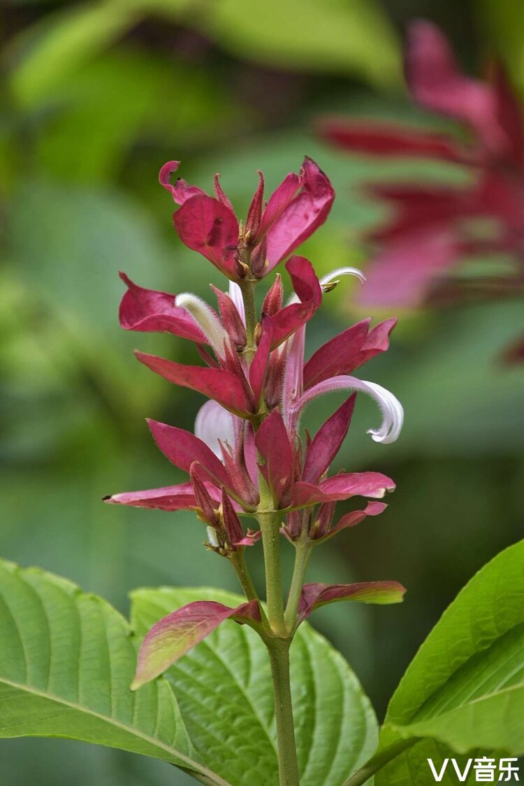 赤苞花 / 红蓬爵床