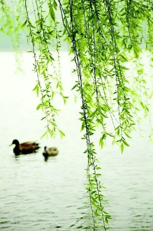 杏花天画桥烟浅诗魂瘦