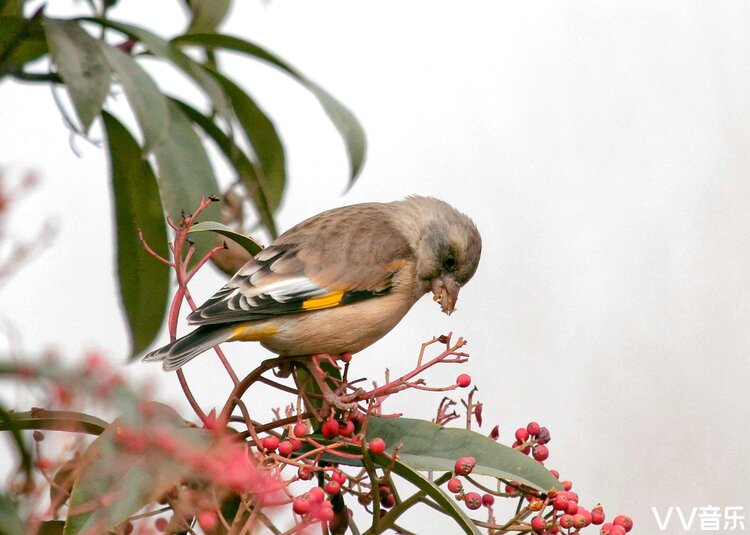 一只贪吃的小金翅