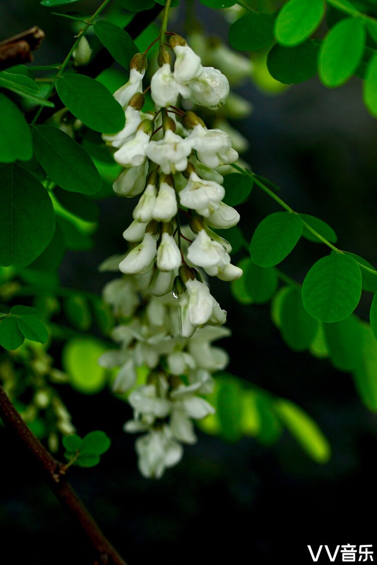 刺槐树体高大,叶色鲜绿,春季开花时节饱满的串花挂满枝头,芳香四溢.