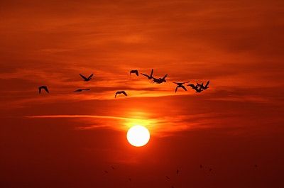 蓝鸟在飞【西部诗坛】族长