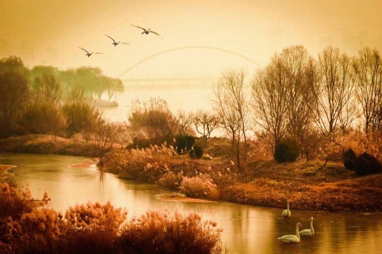 蓝鸟在飞【西部诗坛】族长