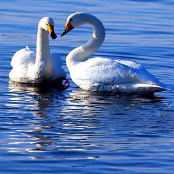 蓝鸟在飞【西部诗坛】族长