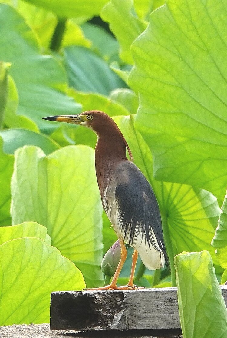 池鹭唯美图片