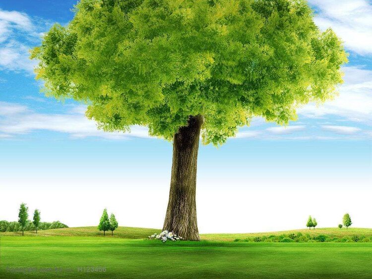 大树净化空气图片