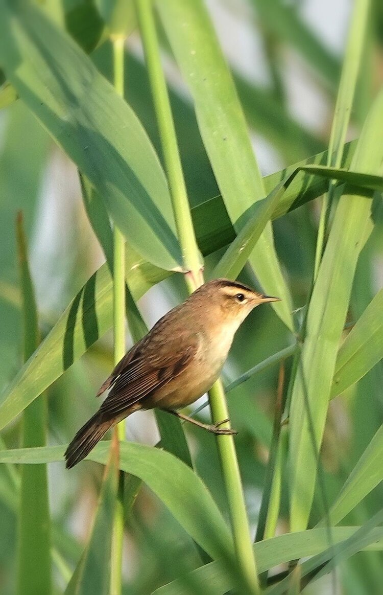 黑眉苇莺