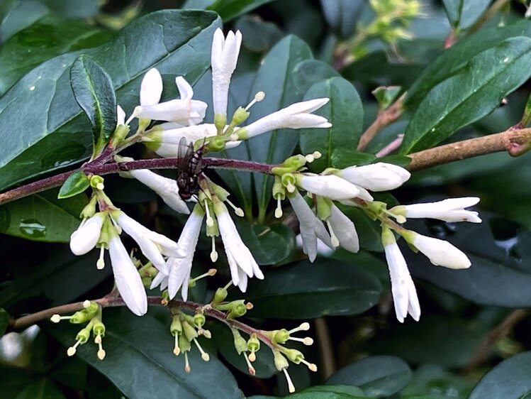 摄影61水蜡树花