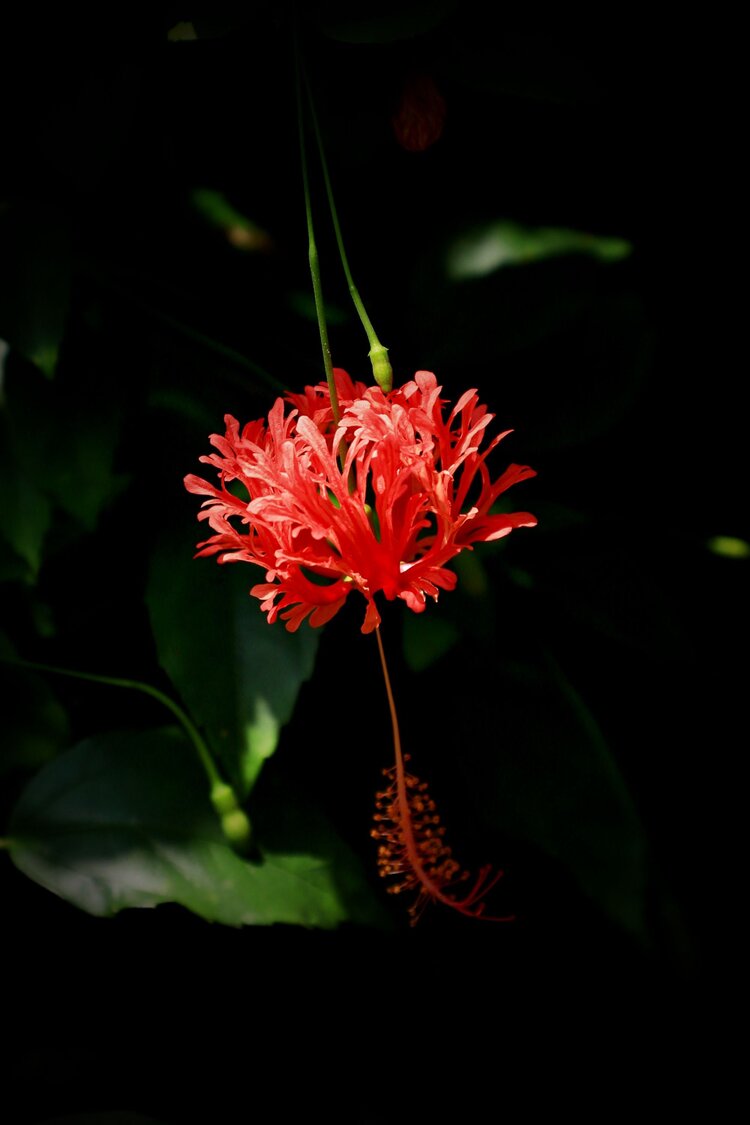 吊灯扶桑为美丽的观赏花木,花大,色彩火红鲜艳,花期长