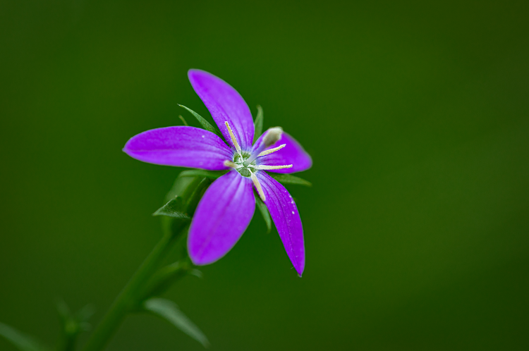 路边的小花61蓝花参