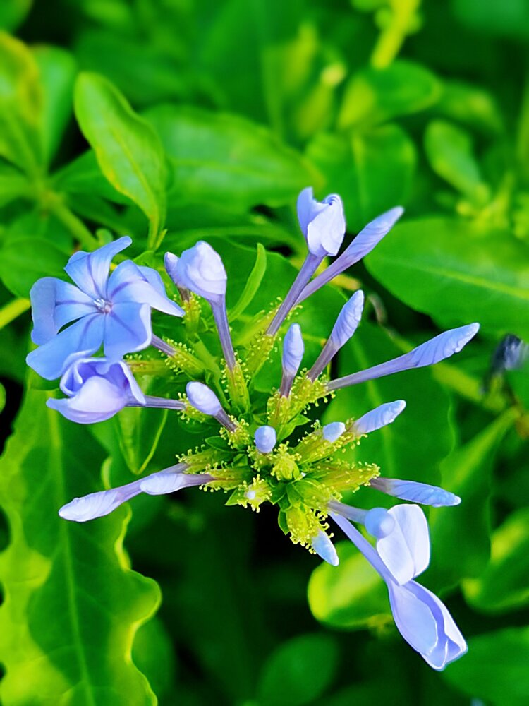 蓝花丹茎干矮壮,姿态优美,叶色翠绿,花团锦簇,花色轻淡,雅致,在园林