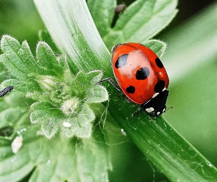💎 女神皇族꧁晚🎤霞꧂