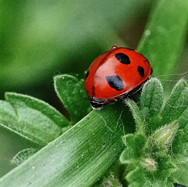 💎 女神皇族꧁晚🎤霞꧂