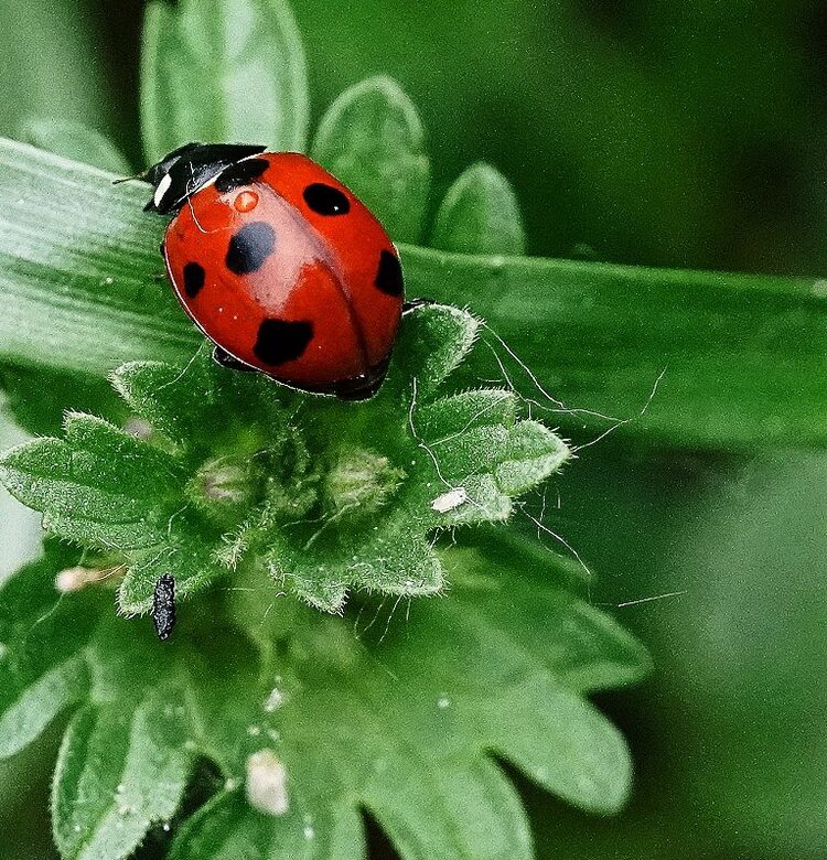 💎 女神皇族꧁晚🎤霞꧂