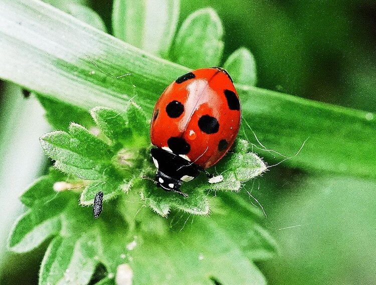 💎 女神皇族꧁晚🎤霞꧂