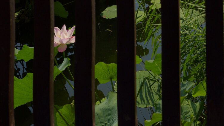 含洋