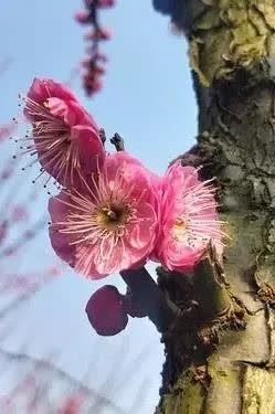 萧锋中醫