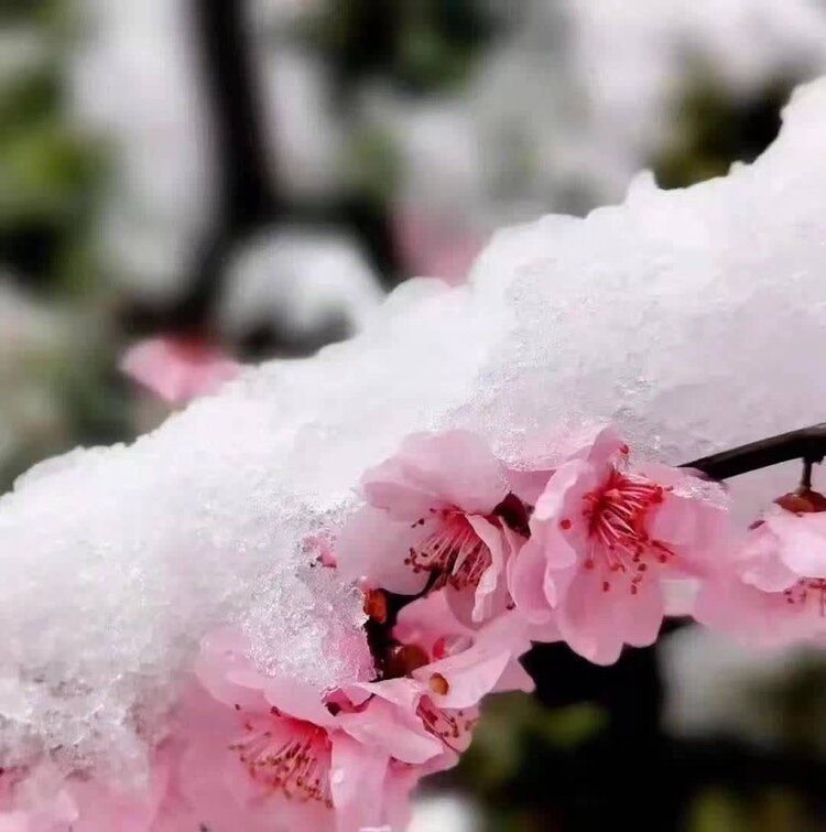 萧锋中醫