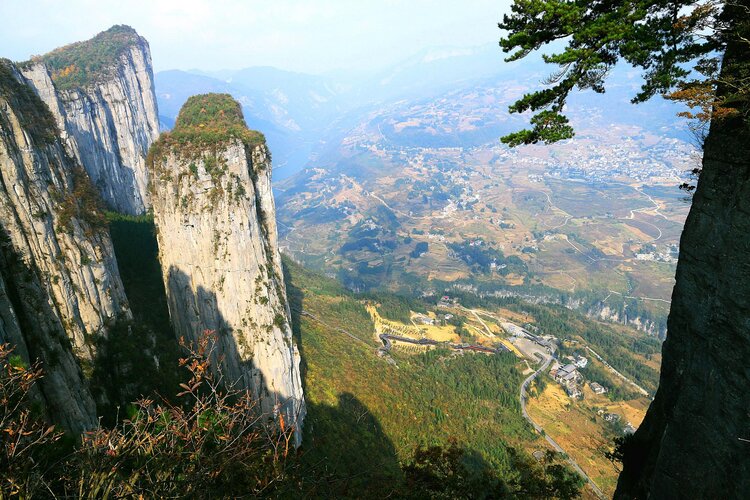 高粱