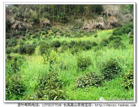 婺源长溪村村长戴向阳