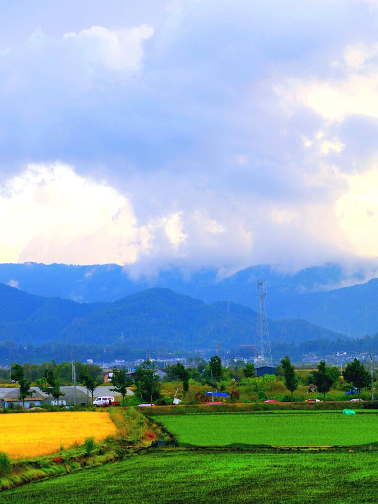 高粱