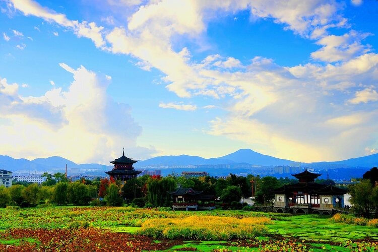高粱