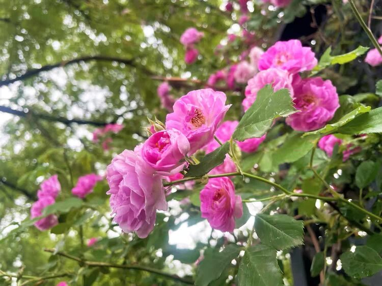西窗菊儿【西窗剪烛】