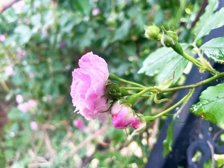 西窗菊儿【西窗剪烛】