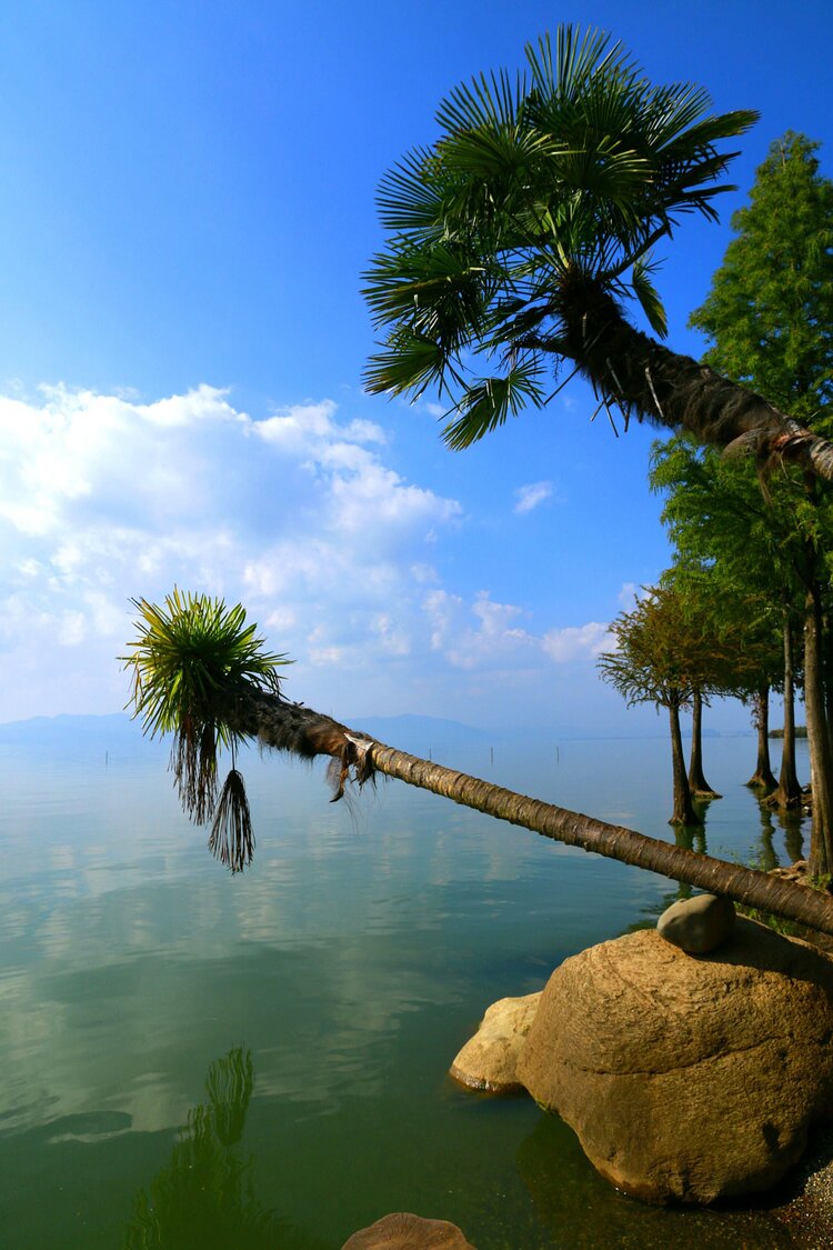 高粱