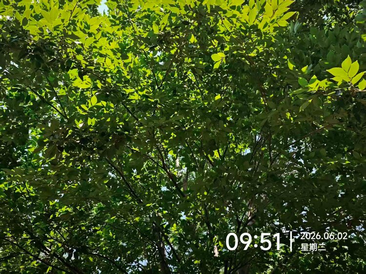 泠风思语