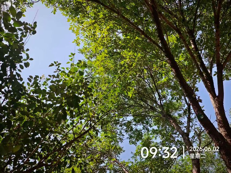 泠风思语