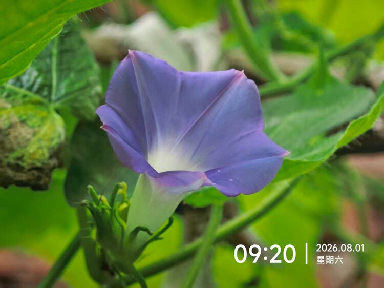 泠风思语