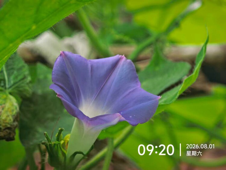 泠风思语
